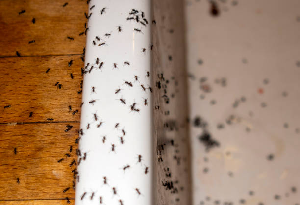 Reliable Geneva, FL Pest Control Solutions