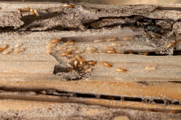 Best Rat Extermination Near Me  in Geneva, FL
